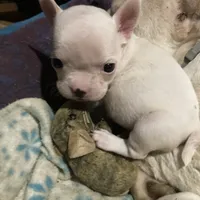 Bianca, a female French Bulldog and Rat Terrier for sale in Auburn, WA – Photo 2 of 2