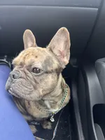 Zayda, a female French Bulldog for sale in Dayton, OH – Photo 1 of 2