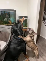 Zayda, a female French Bulldog for sale in Dayton, OH – Photo 2 of 2