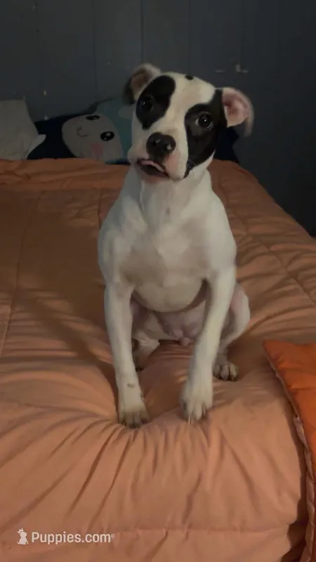 Honey Baby  – Boxer, American Pit Bull Terrier puppy for sale in Ashley, IN