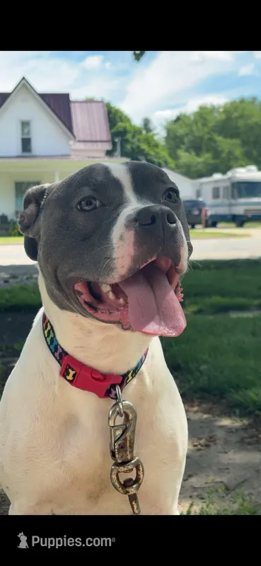 Skooter  – Boxer, American Pit Bull Terrier puppy for sale in Ashley, IN