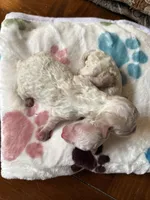 Timmy, a male Poodle - Toy  for sale in Shreveport, LA – 2 of 3