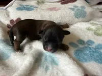 Choco, a male Shihpoo for sale in Shreveport, LA – 3 of 3