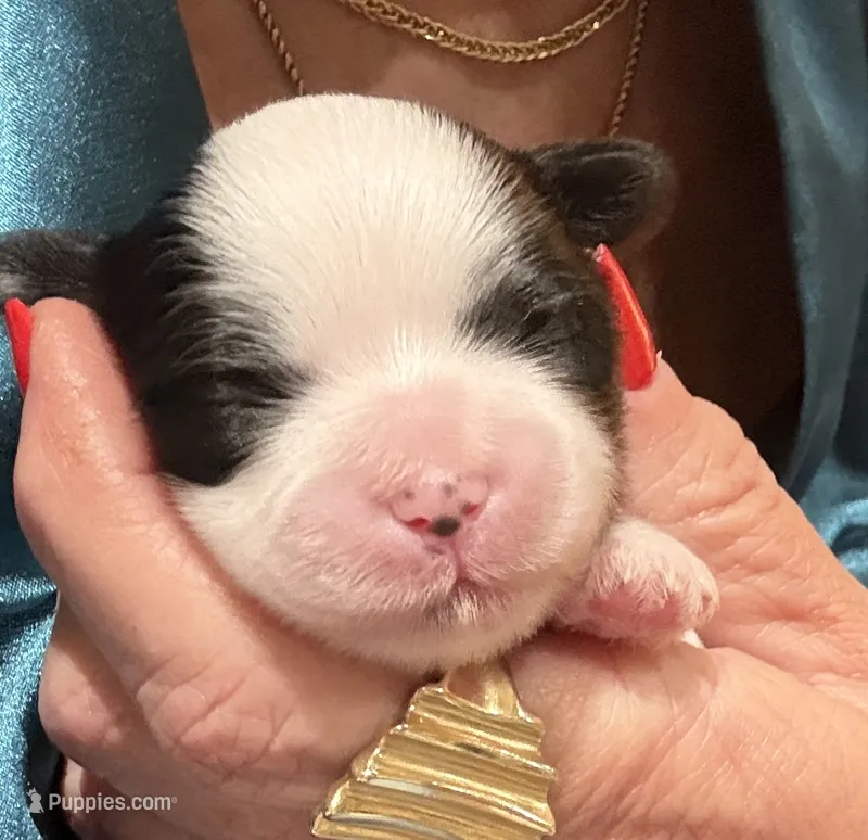 Gizmo – Shihpoo puppy for sale in Shreveport, LA