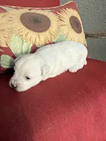 Peppa, a  Westiepoo for sale in Shreveport, LA – 4 of 8