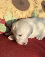 Pippa, a female Westiepoo for sale in Shreveport, LA – 3 of 8