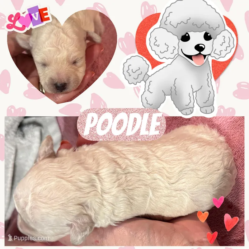 Tootsie, a female Poodle - Toy  for sale in Shreveport, LA – 1 of 1