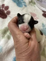 Chip, a male Shihpoo for sale in Shreveport, LA – 3 of 4