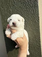 Peppa, a  Westiepoo for sale in Shreveport, LA – 2 of 8