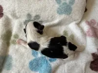 Gizmo, a female Shihpoo for sale in Shreveport, LA – 4 of 5
