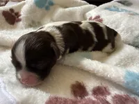 Turtle, a male Shihpoo for sale in Shreveport, LA – 3 of 5
