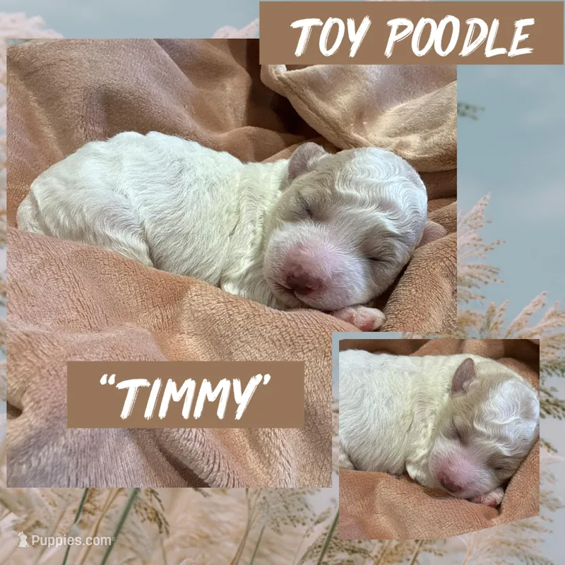 Timmy – Poodle - Toy  puppy on hold in Shreveport, LA