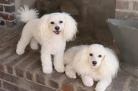 Timmy, a male Poodle - Toy  for sale in Shreveport, LA – 2 of 2