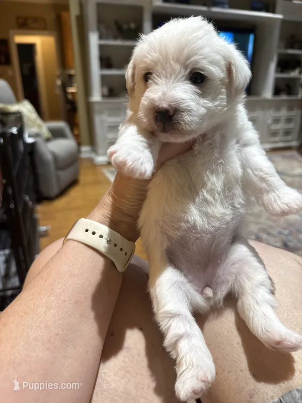 Pippa – Westiepoo puppy for sale in Shreveport, LA