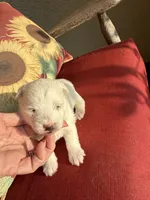 Pippa, a female Westiepoo for sale in Shreveport, LA – 5 of 8