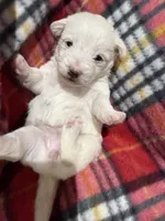 Pippa, a female Westiepoo for sale in Shreveport, LA – 7 of 8