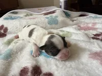 Chip, a male Shihpoo for sale in Shreveport, LA – 4 of 4