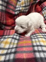 Peppa, a  Westiepoo for sale in Shreveport, LA – 5 of 8