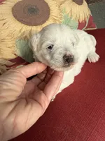 Peppa, a  Westiepoo for sale in Shreveport, LA – 3 of 8