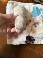 Timmy, a male Poodle - Toy  for sale in Shreveport, LA – 1 of 3