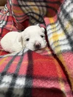 Peppa, a  Westiepoo for sale in Shreveport, LA – 6 of 8