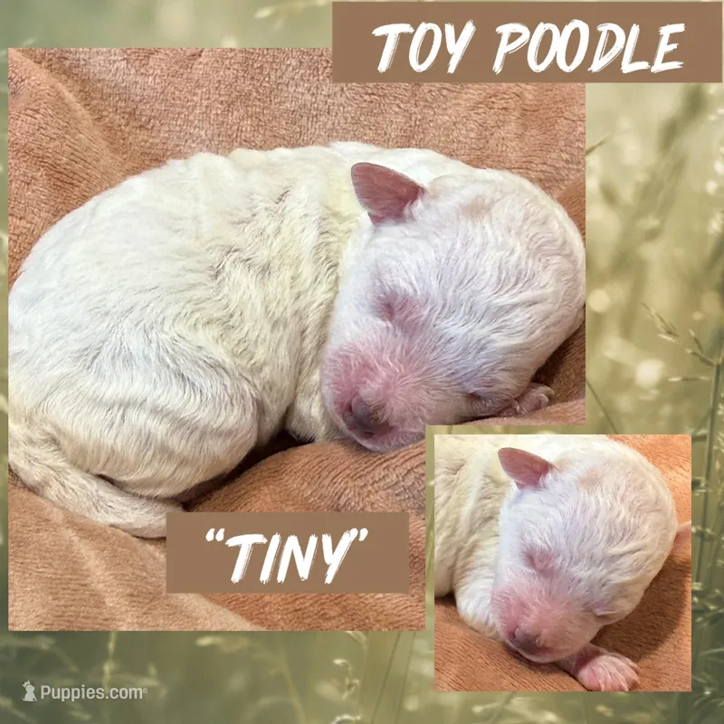 Tiny – Poodle - Toy  puppy on hold in Shreveport, LA
