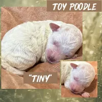 Tiny, a male Poodle - Toy  for sale in Shreveport, LA – 1 of 2