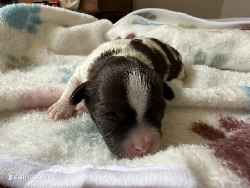 Turtle – Shihpoo puppy for sale in Shreveport, LA