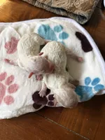 Timmy, a male Poodle - Toy  for sale in Shreveport, LA – 3 of 3