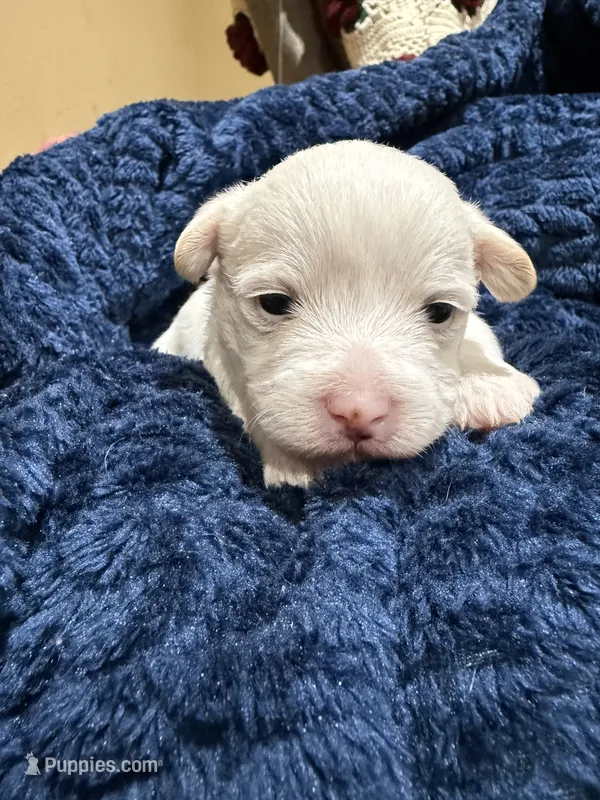 Prince – Westiepoo puppy on hold in Shreveport, LA