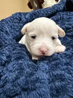 Prince, a  Westiepoo for sale in Shreveport, LA – 1 of 4
