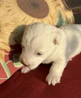 Pippa, a female Westiepoo for sale in Shreveport, LA – 4 of 8