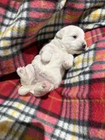 Peppa, a  Westiepoo for sale in Shreveport, LA – 8 of 8