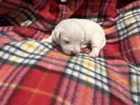 Pippa, a female Westiepoo for sale in Shreveport, LA – 6 of 8