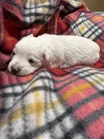 Peppa, a  Westiepoo for sale in Shreveport, LA – 7 of 8