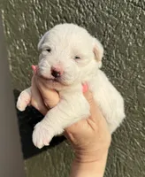 Pippa, a female Westiepoo for sale in Shreveport, LA – 2 of 8