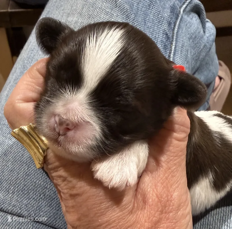 Turtle – Shihpoo puppy for sale in Shreveport, LA