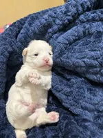 Prince, a  Westiepoo for sale in Shreveport, LA – 4 of 4