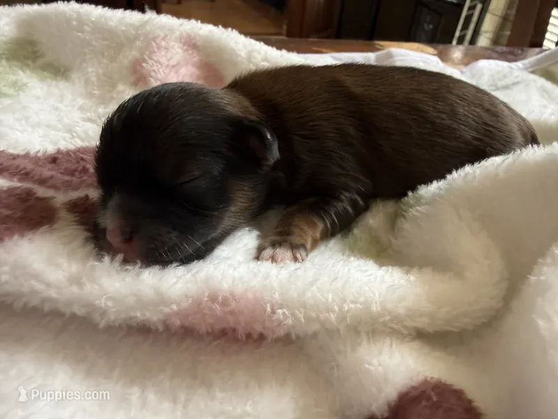 Choco – Shihpoo puppy for sale in Shreveport, LA