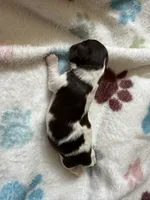 Turtle, a male Shihpoo for sale in Shreveport, LA – 4 of 5