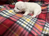 Pippa, a female Westiepoo for sale in Shreveport, LA – 8 of 8