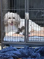 Brownie, a female Poodle - Toy  for sale in Shreveport, LA – 4 of 4