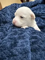 Prince, a  Westiepoo for sale in Shreveport, LA – 3 of 4
