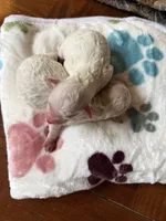 Tiny, a male Poodle - Toy  for sale in Shreveport, LA – 2 of 2