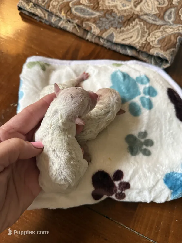 Tiny – Poodle - Toy  puppy for sale in Shreveport, LA