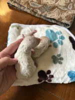 Tiny, a male Poodle - Toy  for sale in Shreveport, LA – 1 of 2