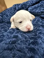 Prince, a  Westiepoo for sale in Shreveport, LA – 2 of 4