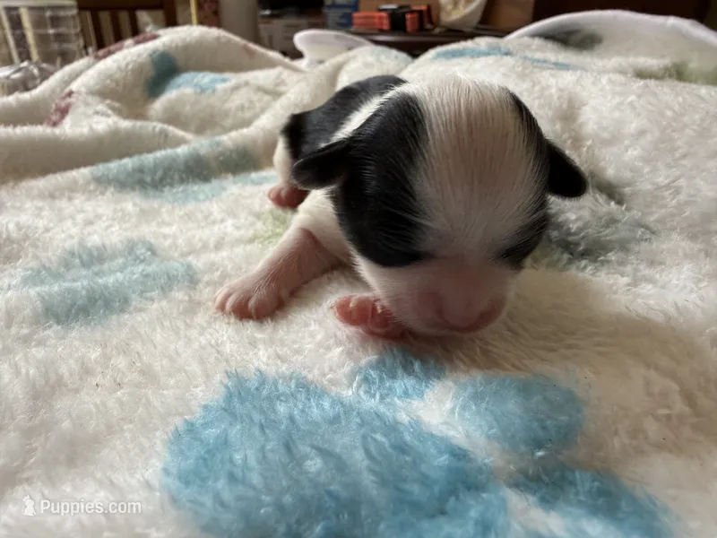 Gizmo – Shihpoo puppy for sale in Shreveport, LA