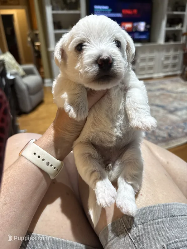 Peppa – Westiepoo puppy for sale in Shreveport, LA