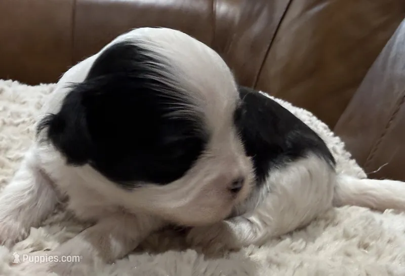 Gizmo – Shihpoo puppy for sale in Shreveport, LA